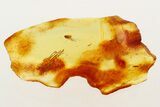 Detailed Fossil Fungus Gnats (Mycetophilidae) In Baltic Amber #273195-1